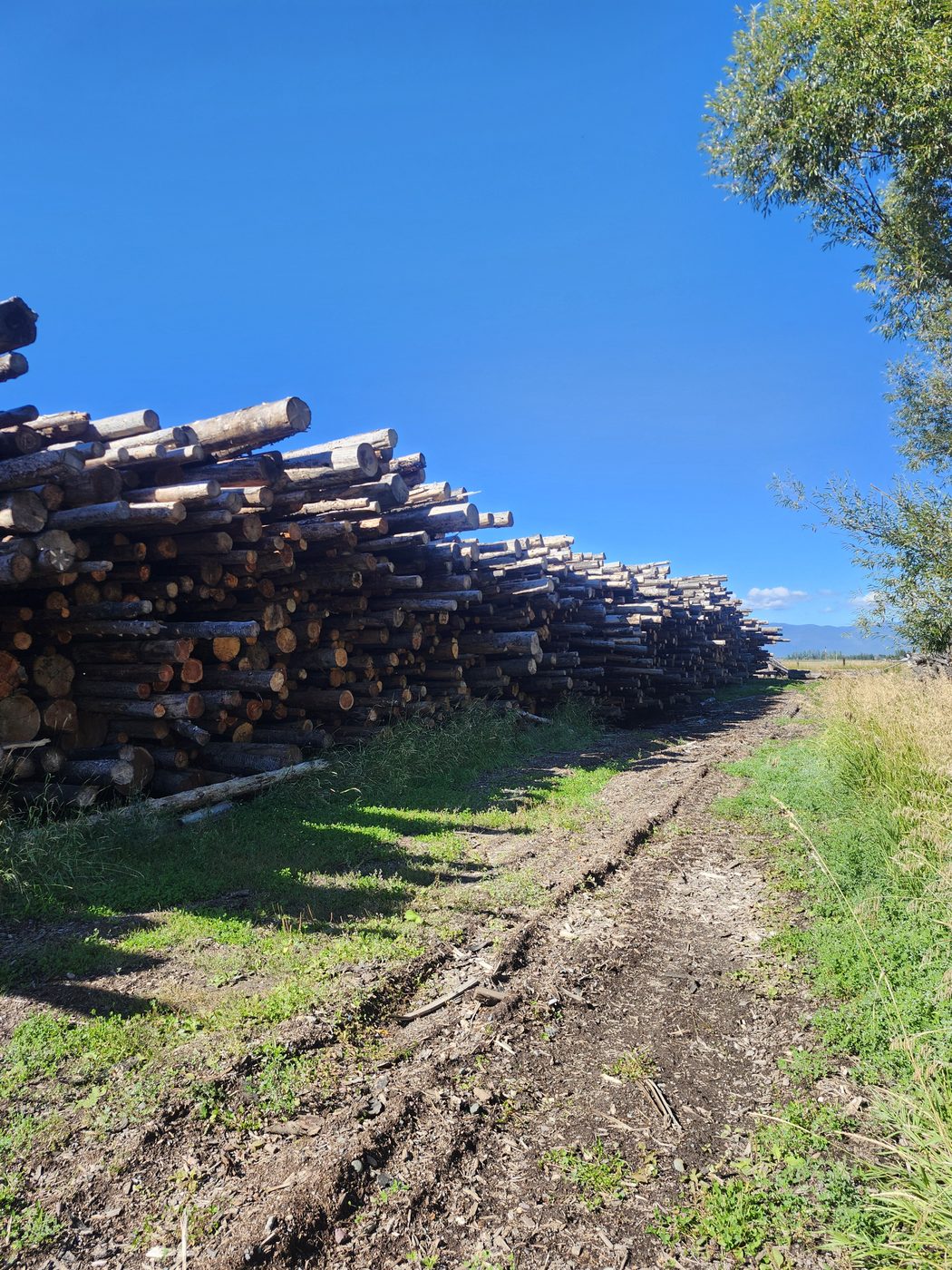 A long row of stacked logs running the length of the lot