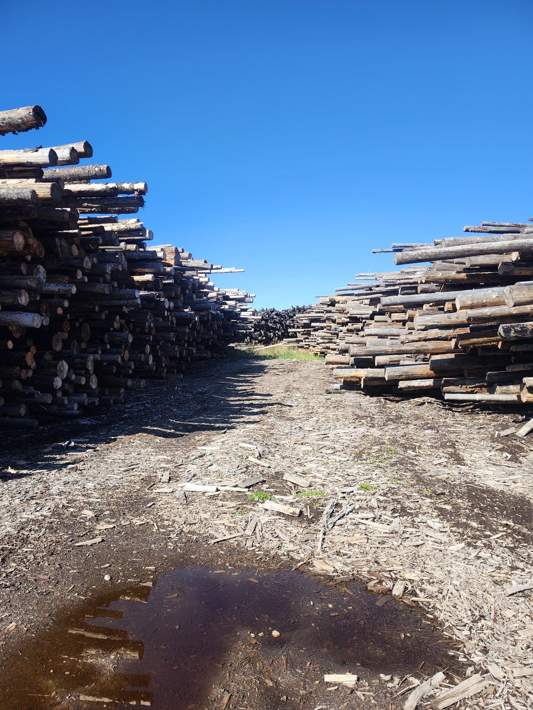 Rows of stacked logs forming a corridor at the Montana Timberline Firewood lot