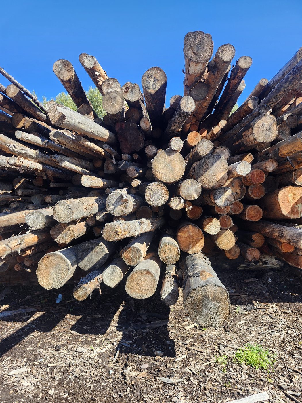 Close view of the cut ends of a large stacked log pile